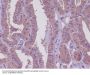 Anti-MEKK2 MAP3K2 Rabbit Monoclonal Antibody