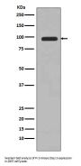 Anti-PI 3 Kinase Class 3 PIK3C3 Rabbit Monoclonal Antibody