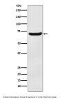 Anti-EAAT3 Monoclonal Antibody