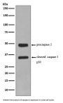 Anti-Caspase-2 CASP2 Rabbit Monoclonal Antibody