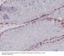 Anti-Caspase-2 CASP2 Rabbit Monoclonal Antibody
