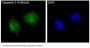 Anti-Caspase-2 CASP2 Rabbit Monoclonal Antibody