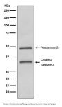 Anti-Caspase-2 CASP2 Rabbit Monoclonal Antibody