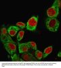 Anti-GRP94 / HSP90B1 (Endoplasmic Reticulum Marker) Monoclonal Antibody
