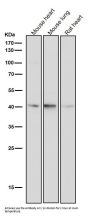 Anti-CKII alpha CSNK2A1 Rabbit Monoclonal Antibody