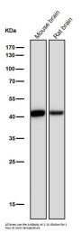 Anti-CKII alpha CSNK2A1 Rabbit Monoclonal Antibody
