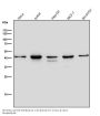 Anti-CKII alpha CSNK2A1 Rabbit Monoclonal Antibody