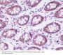 Anti-CKII alpha CSNK2A1 Rabbit Monoclonal Antibody