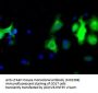 Anti-Leukotriene A4 hydrolase (LTA4H) Mouse Monoclonal Antibody [Clone ID: OTI7D11]