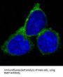 Anti-RAB7 RAB7A Rabbit Monoclonal Antibody