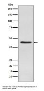 Anti-Inhibin alpha Rabbit Monoclonal Antibody