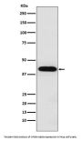 Anti-Inhibin alpha INHA Monoclonal Antibody