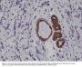 Anti-CK7 (Cytokeratin-7) KRT7 Rabbit Monoclonal Antibody, Clone#RM284