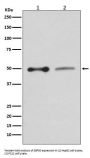 Anti-EBP50 SLC9A3R1 Rabbit Monoclonal Antibody