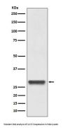 Anti-14-3-3 YWHAB Rabbit Monoclonal Antibody