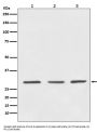 Anti-14-3-3 YWHAB Rabbit Monoclonal Antibody