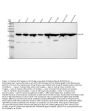 Anti-14-3-3 alpha + beta YWHAB Rabbit Monoclonal Antibody