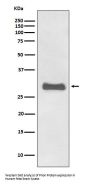 Anti-Prion Protein PRNP Rabbit Monoclonal Antibody