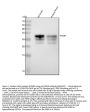Anti-Prion Protein PRNP Rabbit Monoclonal Antibody