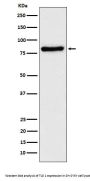 Anti-TLE1 Rabbit Monoclonal Antibody