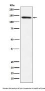 Anti-Lipin 1 Rabbit Monoclonal Antibody