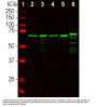 Anti-Neurofilament Light Chain NF-L Antibody