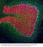 Anti-Neurofilament Light Chain NF-L Antibody