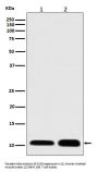 Anti-S100 S100A1 Rabbit Monoclonal Antibody