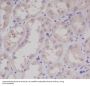 Anti-S100 S100A1 Rabbit Monoclonal Antibody