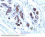 Anti-Milk Fat Globule (Breast Epithelial Marker) Monoclonal Antibody