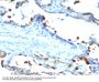 Anti-Milk Fat Globule (Breast Epithelial Marker) Monoclonal Antibody