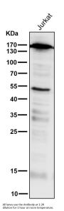 Anti-PELP1 Rabbit Monoclonal Antibody
