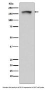 Anti-PELP1 Rabbit Monoclonal Antibody