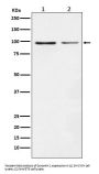 Anti-Dynamin 1 DNM1 Rabbit Monoclonal Antibody