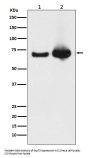 Anti-Grp75 Rabbit Monoclonal Antibody