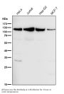 Anti-MCM3 Monoclonal Antibody