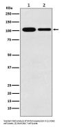 Anti-MCM3 Monoclonal Antibody