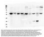 Anti-ARSA Antibody Picoband® (monoclonal, 4C10)