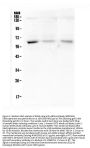 Anti-ARSA Antibody Picoband® (monoclonal, 4C10)