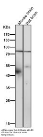 Anti-SMURF 2 Rabbit Monoclonal Antibody