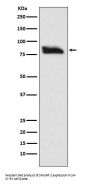 Anti-SMURF 2 Rabbit Monoclonal Antibody