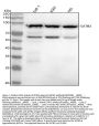 Anti-SATB2 Rabbit Monoclonal Antibody