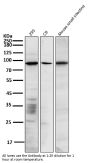Anti-SATB2 Rabbit Monoclonal Antibody