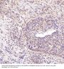 Anti-SATB2 Rabbit Monoclonal Antibody