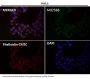 Anti-SATB2 Rabbit Monoclonal Antibody