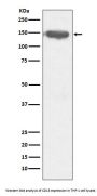 Anti-CD13 ANPEP Rabbit Monoclonal Antibody
