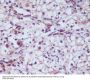 Anti-CD13 ANPEP Rabbit Monoclonal Antibody