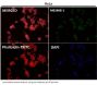 Anti-JNK1/2/3 MAPK8 Rabbit Monoclonal Antibody