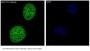 Anti-JNK1/2/3 MAPK8 Rabbit Monoclonal Antibody