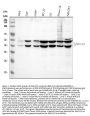 Anti-JNK1/2/3 MAPK8 Rabbit Monoclonal Antibody